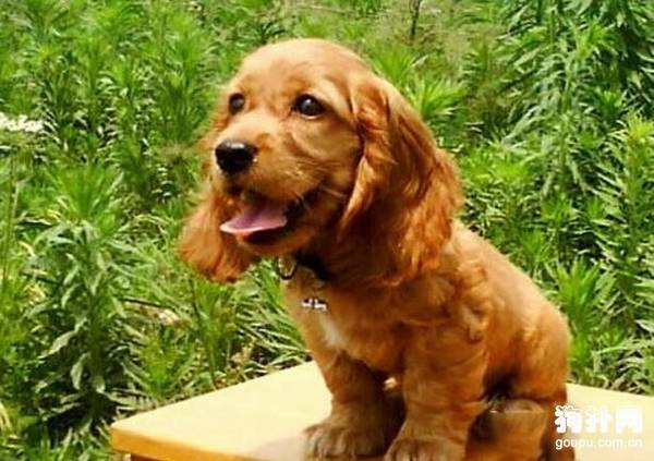 幼犬吃什么补钙最好?小狗补钙吃什么? 幼犬吃什么补钙最好?小狗补钙吃什么?