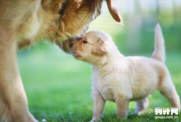 小型犬和大型犬哪个比较好养? 小型犬和大型犬哪个比较好养?
