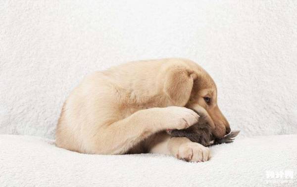 ϲйͷ֪ôΪѡܳԵĹͷ