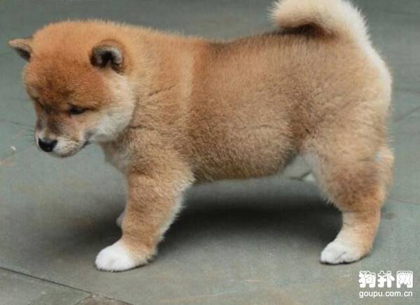 ���������Ȯ ������Ȯ��Ҫע�����������Щ