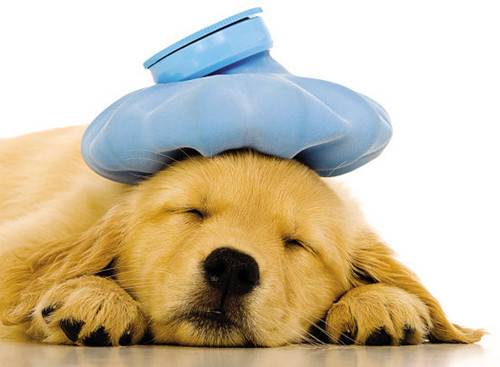 4�µĽ�ë���������飬�ĸ��´��ë������