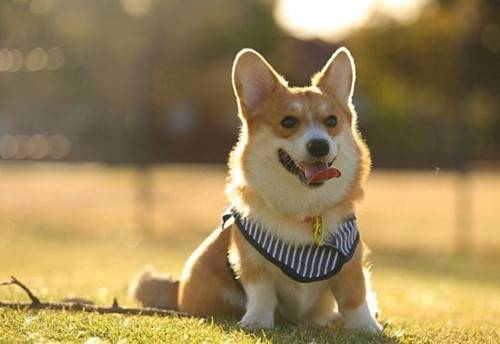 �����µĿ»�ʳ�����ͣ�6�´�Ŀ»��]��ʳ������ô��