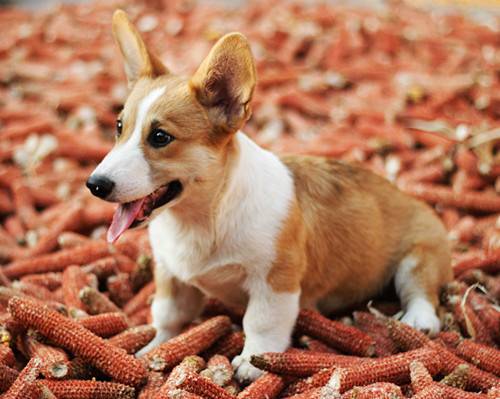 �����µĿ»�ʳ�����ͣ�6�´�Ŀ»��]��ʳ������ô��