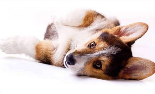 ﾭһµ׹ܳɶһ׹ܳԳȮ