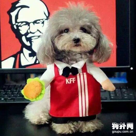 【狗狗衣服diy】给狗狗制作衣服需要注意的六大事项 【狗狗衣服diy】给狗狗制作衣服需要注意的六大事项