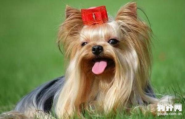 ʲô����ë�٣�10����������ѡ��!