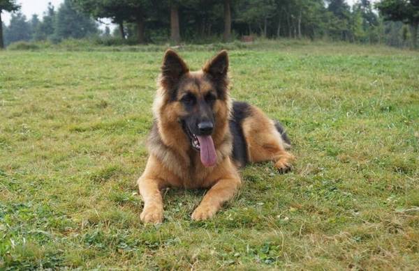 狗狗智商排名 狗狗智商排名