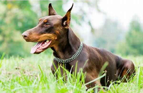 狗狗智商排名 狗狗智商排名