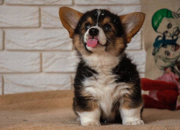 对幼时狗狗接种疫苗这件事情,刚养狗狗的你掌握是多少? 对幼时狗狗接种疫苗这件事情,刚养狗狗的你掌握是多少?