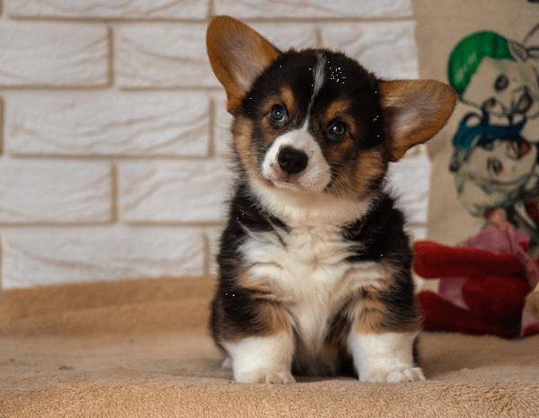 对幼时狗狗接种疫苗这件事情,刚养狗狗的你掌握是多少? 对幼时狗狗接种疫苗这件事情,刚养狗狗的你掌握是多少?