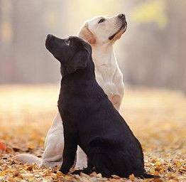 ���ڹ���߀�ǰ׹��ã���4�����գ�һĿ��Ȼ