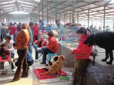 这6种状况的狗狗,再喜爱也不可以买,带回家你也就会后悔莫及 这6种状况的狗狗,再喜爱也不可以买,带回家你也就会后悔莫及