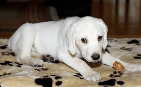 这6种状况的狗狗,再喜爱也不可以买,带回家你也就会后悔莫及 这6种状况的狗狗,再喜爱也不可以买,带回家你也就会后悔莫及