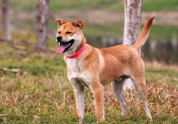 土狗确实不太好吗?土狗的6个优势,一点也不输品种狗 土狗确实不太好吗?土狗的6个优势,一点也不输品种狗