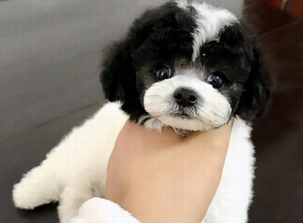 ̩���ձ��5��ͷ����ɫ���м��ﹷ����