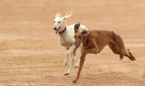 不普遍的灵缇犬，奔跑速度最快的小狗之一，则是只懒狗