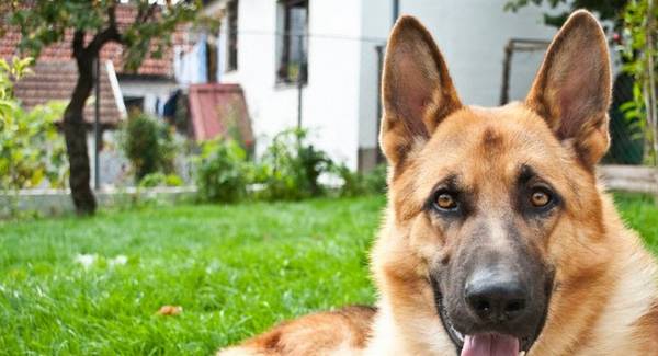 五种不喜欢粘人的小狗:第三种要我笑发出声音,最后一种是“工作狂” 五种不喜欢粘人的小狗:第三种要我笑发出声音,最后一种是“工作