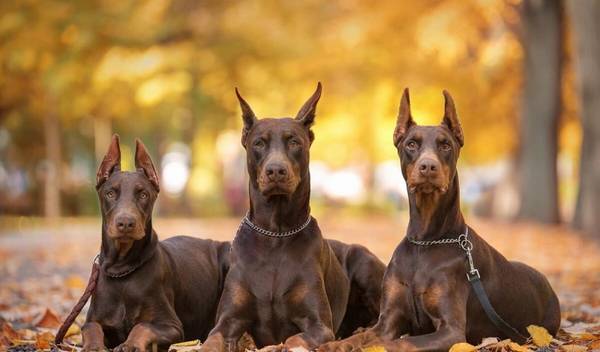 ��������ʵ������С�����л���԰Ȯ����һ��û������ʵ������