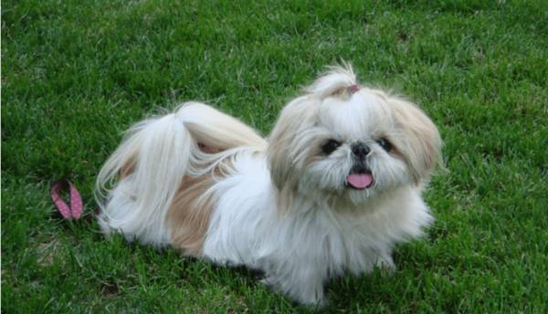 �������������˹����ʩȮ����������Щ��һ����