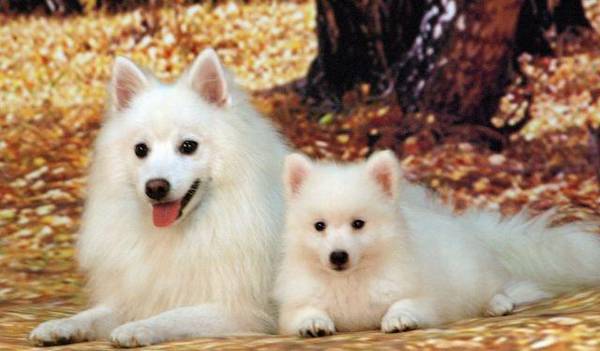 ����Ȯ��������ο�,���ɻ�ȱ��һ��רҵ����,�����ٱ�����������