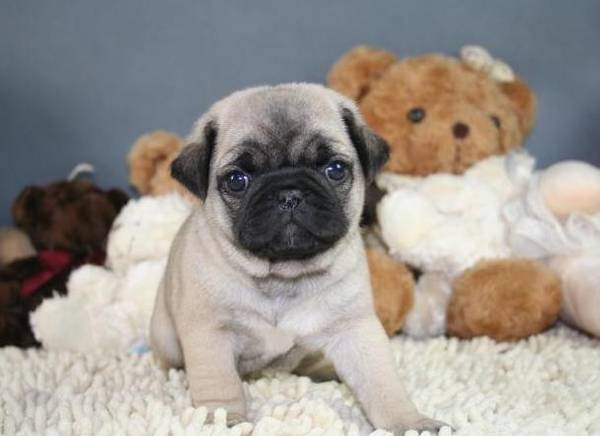 ̫�Դ������6�ְ͸�Ȯ�������Է�����Ī��