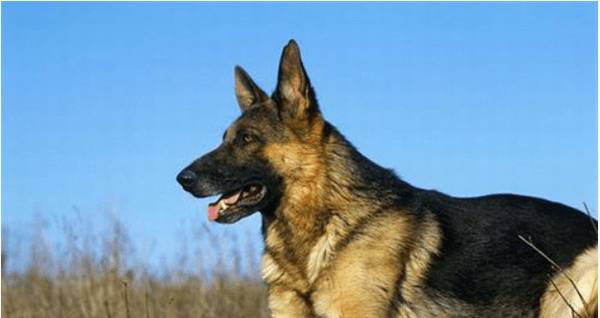 ˫Ѫͳ�ʹ��ֹ�������