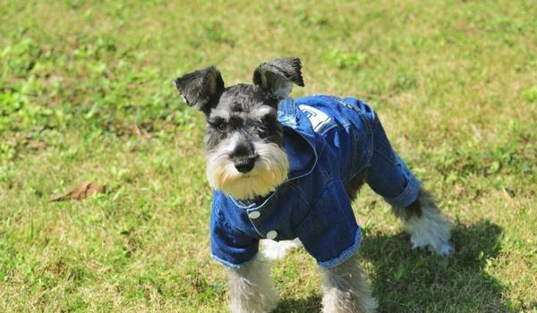 ΪʲôСͷѩ𡱱ãƾͳ