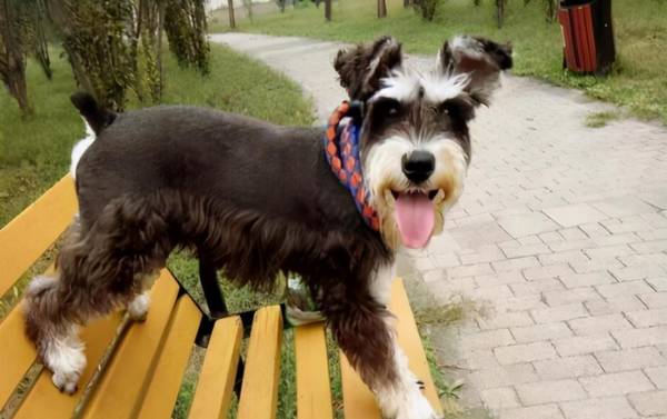 ΪʲôСͷѩ𡱱ãƾͳ