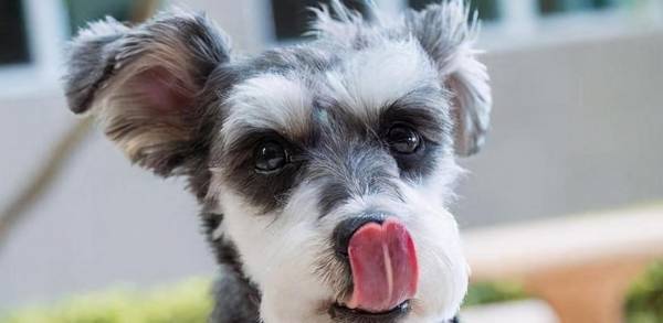 ΪʲôСͷѩ𡱱ãƾͳ