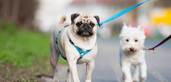 �͸�Ȯ�����������ƣ�4��ͻ��ȱ�ݣ�������ϲ���ȴ�����Ȳ���