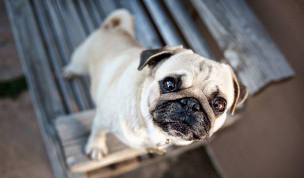 �͸�Ȯ�����������ƣ�4��ͻ��ȱ�ݣ�������ϲ���ȴ�����Ȳ���