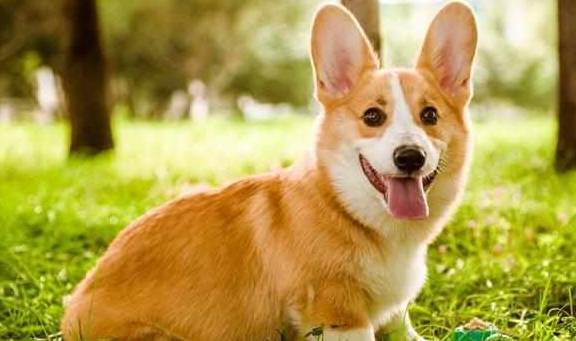 ��ҲŲ����׶���˵�»�Ȯ����������Ҫ����5�㣬��ƭ��