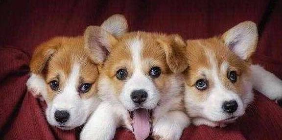 ��ҲŲ����׶���˵�»�Ȯ����������Ҫ����5�㣬��ƭ��