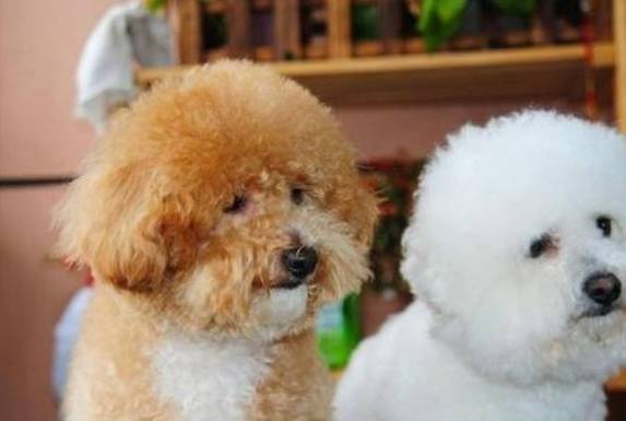 ̩��Ȯ�ͱ���Ȯ����������Щ��ͬ�������