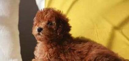 ̩��Ȯ�ͱ���Ȯ����������Щ��ͬ�������