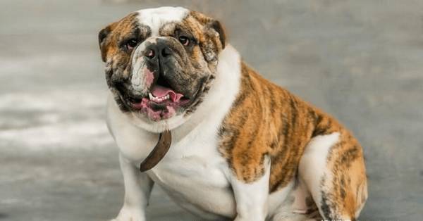 五种比哈士奇还蠢的狗狗,智力排在最后5位,谁养他们谁糟心 五种比哈士奇还蠢的狗狗,智力排在最后5位,谁养他们谁糟心