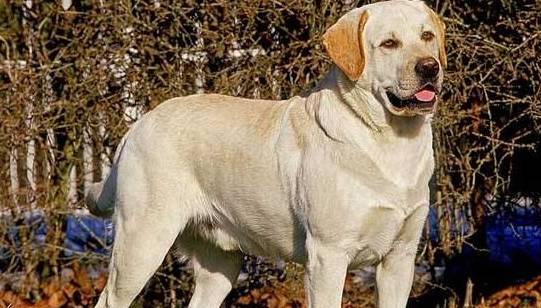 最通人性的五种狗,你对它的好,它记一辈子 最通人性的五种狗,你对它的好,它记一辈子