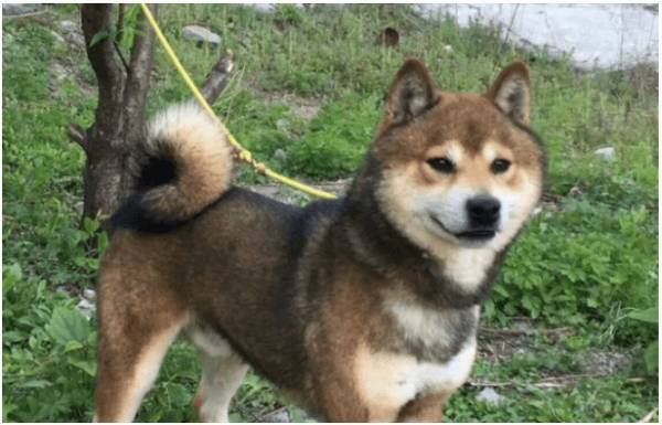 ����������Ȯ�Ϲ�����Ȯ��Ȼ����ô���㶼֪����