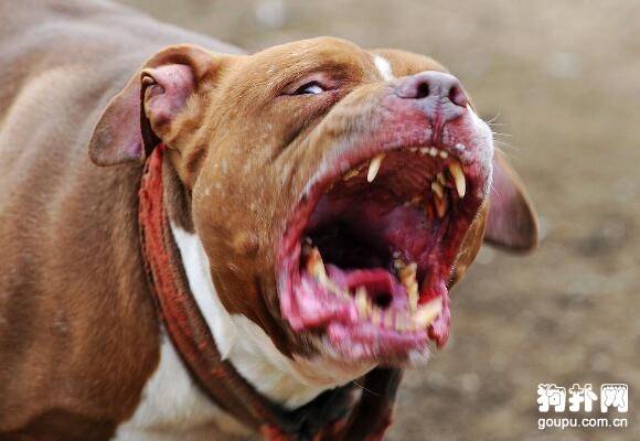 ����ʮ����Ȯ������ǰ�嶼�Ǻݽ�ɫ��ս��������