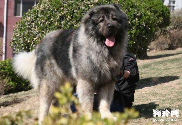 ����ʮ����Ȯ������ǰ�嶼�Ǻݽ�ɫ��ս��������