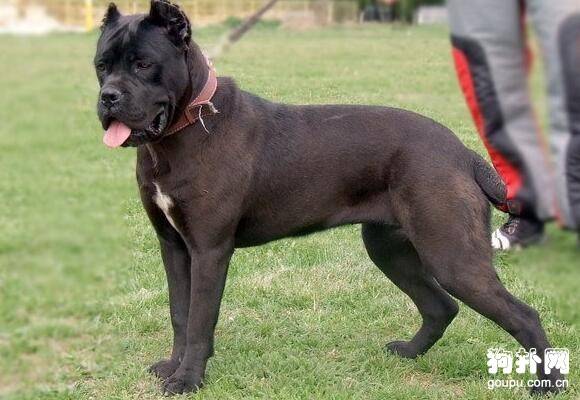 ����ʮ����Ȯ������ǰ�嶼�Ǻݽ�ɫ��ս��������