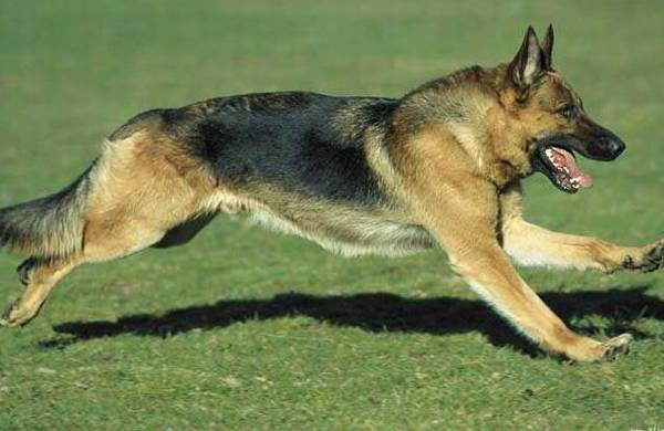 军犬都有哪些品种，世界6大军犬排名