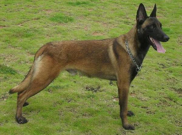 ����ʮ����ȮƷ���������������Ǻݽ�ɫ