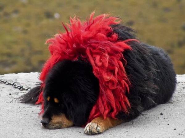 ����ʮ����ȮƷ���������������Ǻݽ�ɫ