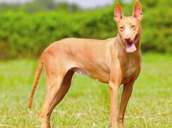 ����ʮ����ȮƷ���������������Ǻݽ�ɫ