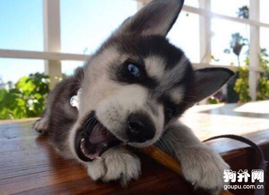 ����ȹ�ʿ������ǵ�4�ֹ�