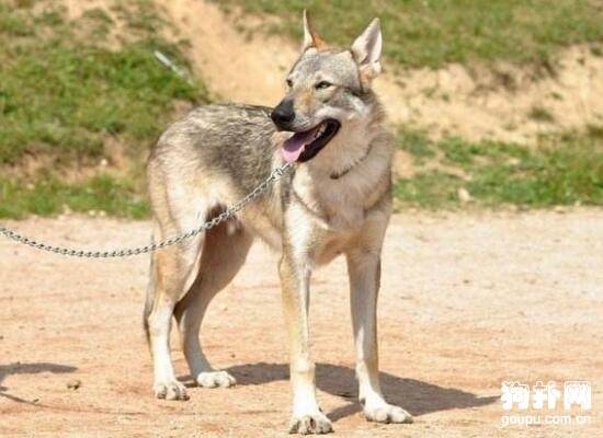 ����ȹ�ʿ������ǵ�4�ֹ�