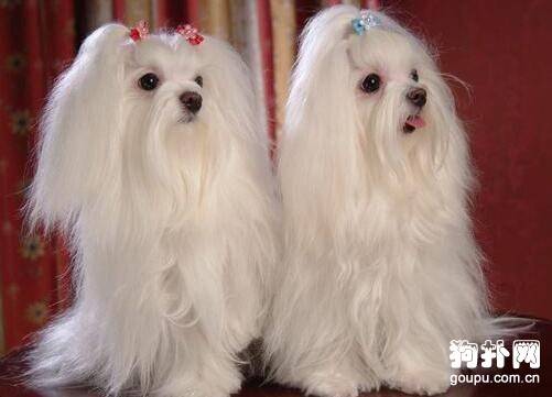 什么狗狗是白色的? 什么狗狗是白色的?