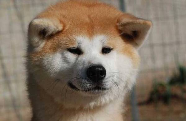 ����Ȯ����ЩƷ�֣��ʺϼ���������Ȯ������