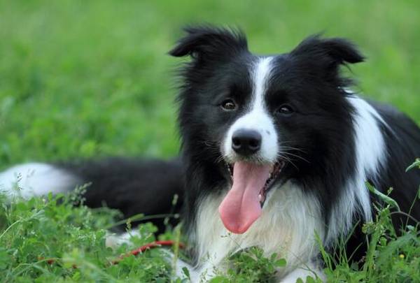 ����Ȯ��ʲô�ã�����Ȯ��Щ��˳����